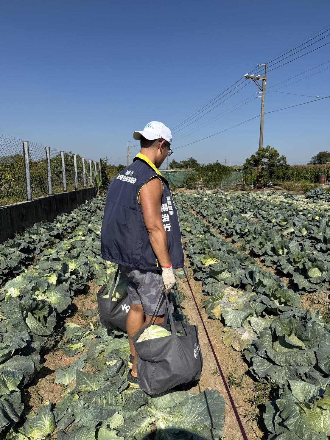 做伙挺台南農民！新鮮高麗菜免費提回家！